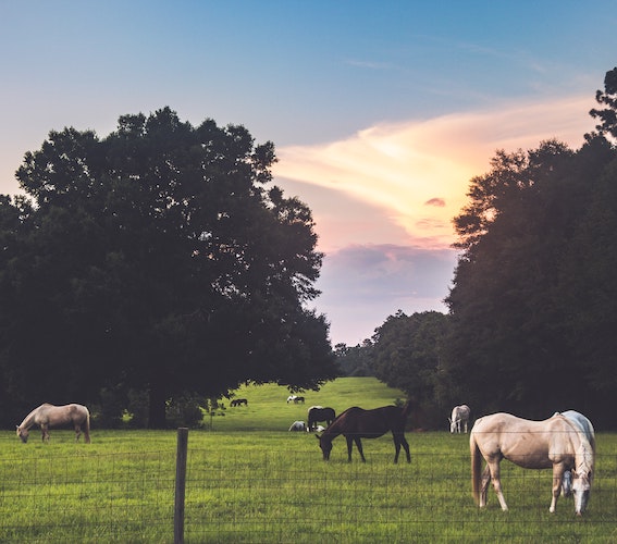 Image of golf course